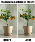 Comparison of potted plant with and without Heavy Duty 24 Inch Garden Stakes 25 Pack Plastic Coated Metal Plant Supports For Tomatoes Beans And Trees Built Tough Sturdy Stakes For Quick Setup And Strong Support.