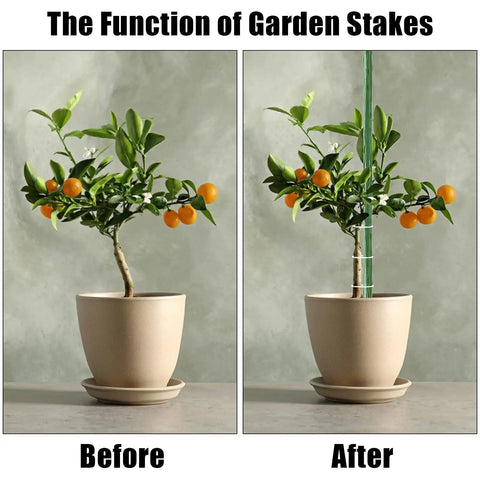 Comparison of potted plant with and without Heavy Duty 24 Inch Garden Stakes 25 Pack Plastic Coated Metal Plant Supports For Tomatoes Beans And Trees Built Tough Sturdy Stakes For Quick Setup And Strong Support.