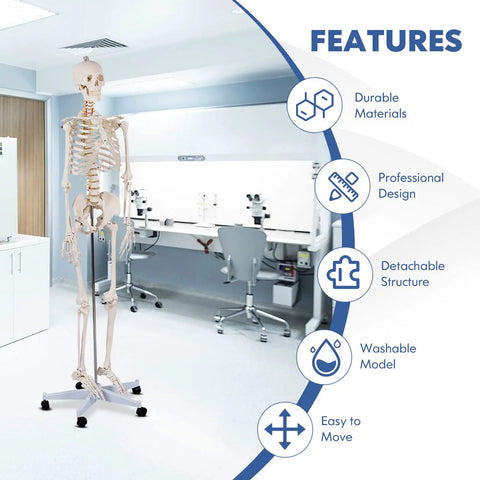 Life Size Human Skeleton Model, 70.8 Inches Tall with Movable Arms and Legs, in a lab on rolling stand, features listed.