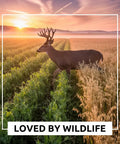 Deer in a field with Pea And Oat Cover Crop Mix For Deer Go To Food Plots Non GMO Annual Nitrogen Fixer Builds Soil Health