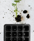 12 Cell Seed Starter Tray Set With Drainage Holes, Plastic Seedling Trays on marble surface with sprouting plant beside it