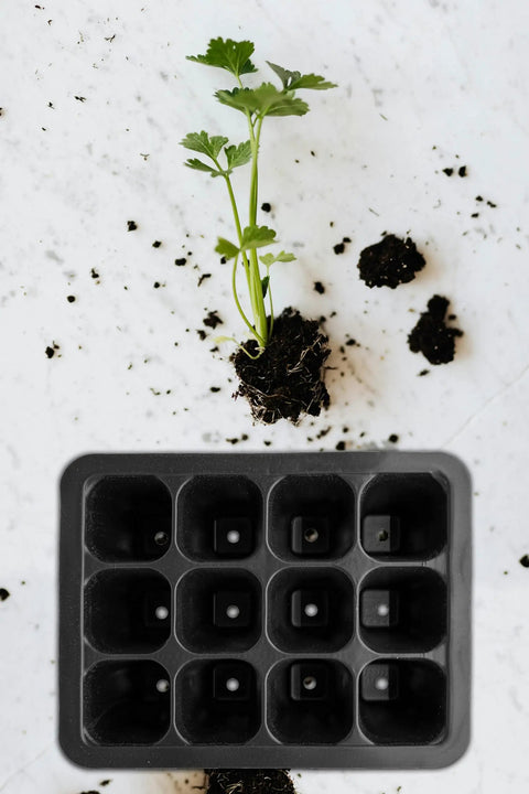 12 Cell Seed Starter Tray Set With Drainage Holes, Plastic Seedling Trays on marble surface with sprouting plant beside it