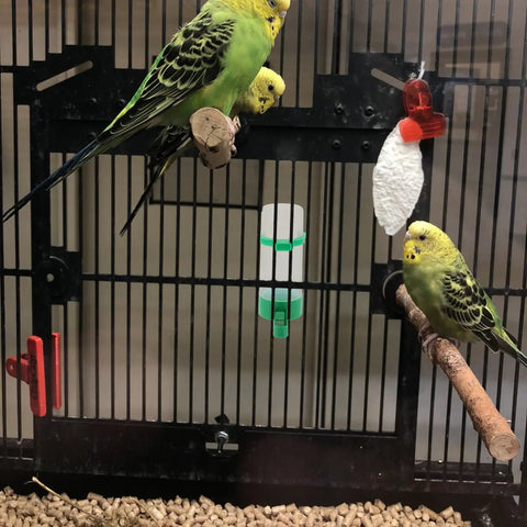 No Mess 4 Pack Automatic Bird Water Feeder And Food Dispenser Clip On Cage Hydration Kit For Parrots Parakeets Cockatiels Budgies Easy Clean Always Fresh Winged Friends with birds in cage.