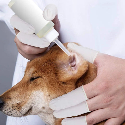 Using latex finger cots disposable medium size rolled edge protectors for fingertips to administer ear drops to a dog's ear