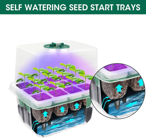 Five Pack Sixty Cell Seedling Trays With Grow Light Kit Indoor Seed Starting Starter Set for Veggies Herbs and Flowers with seedlings in tray