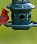 Ultra Squirrel-Proof Bird Feeder With Cardinal Ring And Six Feeding Ports, Large 5.1 Pound Seed Capacity, with cardinal perched