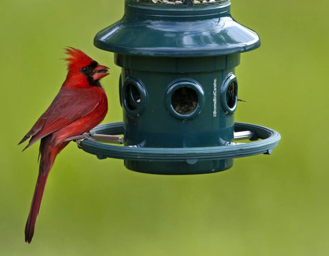Ultra Squirrel-Proof Bird Feeder With Cardinal Ring And Six Feeding Ports, Large 5.1 Pound Seed Capacity, with cardinal perched