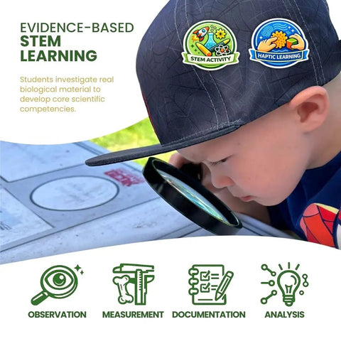 Child inspecting owl pellet with magnifying glass, part of Owl Pellet Dissection Kit For Classrooms, Big 1 Pack, Hands On Biology STEM Activity.