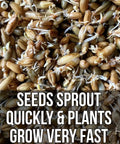 Close-up of sprouting seeds from Mother Fodder Blend 12Lb EcoPack All In One Grain Seed Mix For Bird Food And Fresh Grass Sprouts