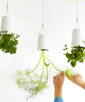 Person adjusting hanging plants secured with Eye Screws Set 581 Pcs Assorted Sizes in white pots