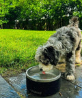 Dog drinking from a Triple Wall Insulated Stainless Steel Dog Bowl Keeping Fridge Cold Hydration All Day Long Tough As Nails Spill Proof Pet Feeder.