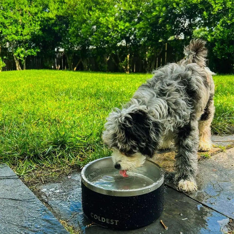 Dog drinking from a Triple Wall Insulated Stainless Steel Dog Bowl Keeping Fridge Cold Hydration All Day Long Tough As Nails Spill Proof Pet Feeder.