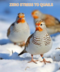 Quails in snow wearing 8mm Pigeon Leg Bands Set For Poultry With Laser Etched 001 To 100 In Five Colors Plastic Chicken Tags