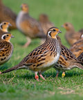 Flock of birds wearing Durable 8mm Pigeon Leg Bands Set of 120, Numbered Clip On Bird Leg Bands for ID and tracking in a grassy field.