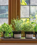 Privacy Window Film With Rice Paper Fog Pattern Self Adhesive Frosted Glass Overlay installed on window behind potted herbs