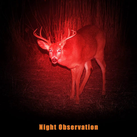 Deer illuminated by red LED light from 4 Piece Red Light Flashlights Red LED Pen Light Compact Torch For Night Astronomy Aviation Observation And Beach Safety Turtle Friendly Pocket Ready EDC Gear Requires 2 AAA Batteries