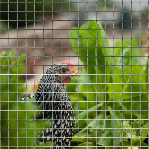 Built Like A Tank 23 Gauge Hot Dip Galvanized After Welding Hardware Cloth 48 Inch Wide By 50 Foot Long One Fourth By One Fourth Inch Welded Wire Mesh Roll protecting chicken in garden.