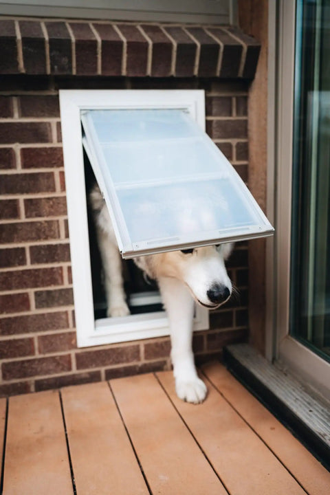 Jumbo Black Wall Mount Dog Door Built Hecka Tough With A Double Flap Seal That Blocks Cold Air While Big Pups Chill Indoors.