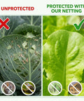 Comparison of unprotected cabbage with holes and healthy cabbage protected with Raised Bed Garden Netting 10 Ft By 33 Ft Ultra Fine Mesh Mosquito Barrier For Pests Lets Sun And Rain Through Protects Vegetables Fruits Flowers And Trees From Aphids Caterpillars Flies And Birds.