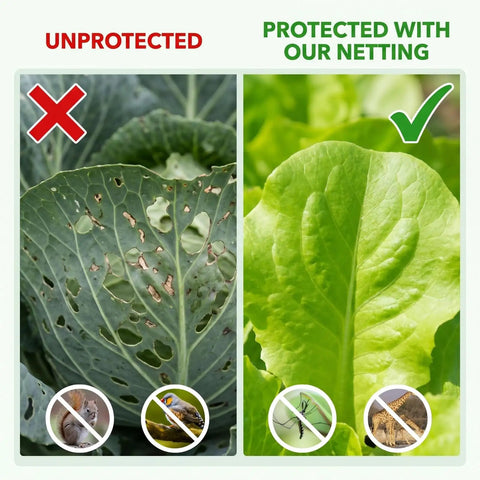 Comparison of unprotected cabbage with holes and healthy cabbage protected with Raised Bed Garden Netting 10 Ft By 33 Ft Ultra Fine Mesh Mosquito Barrier For Pests Lets Sun And Rain Through Protects Vegetables Fruits Flowers And Trees From Aphids Caterpillars Flies And Birds.