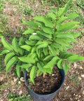 Red Sugar Apple Tree For Home Garden, Tropical Fruit Tree, 2 To 3 Ft Tall In A 3 Gallon Pot, No Fuss Grow Backyard Fruit Plant With green leaves in nursery pot
