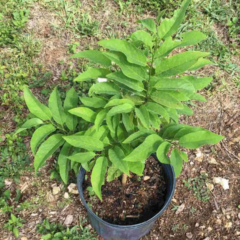 Red Sugar Apple Tree For Home Garden, Tropical Fruit Tree, 2 To 3 Ft Tall In A 3 Gallon Pot, No Fuss Grow Backyard Fruit Plant With green leaves in nursery pot