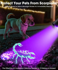 Rechargeable UV Blacklight Flashlight with high lumens reveals scorpion at night while dog stands nearby on gravel path.