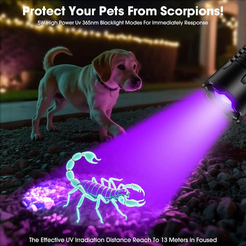Rechargeable UV Blacklight Flashlight with high lumens reveals scorpion at night while dog stands nearby on gravel path.