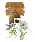Odin Gift Box Air Plants Set Of 5 With Tillandsia Juncea Fasciculata Tricolor Xerographica Caput Medusae Brachycaulus Multiflora open box
