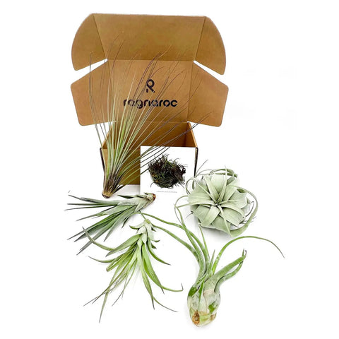 Odin Gift Box Air Plants Set Of 5 With Tillandsia Juncea Fasciculata Tricolor Xerographica Caput Medusae Brachycaulus Multiflora open box