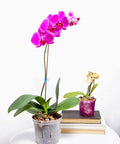 Pink Phalaenopsis orchid in clear pot with Orchid Potting Mix For Phalaenopsis Monterey Dark Imperial Premium Bark Blend