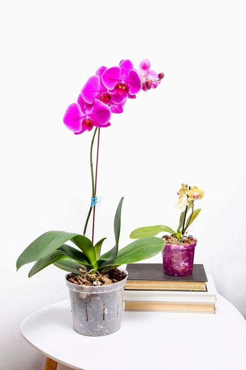 Pink Phalaenopsis orchid in clear pot with Orchid Potting Mix For Phalaenopsis Monterey Dark Imperial Premium Bark Blend