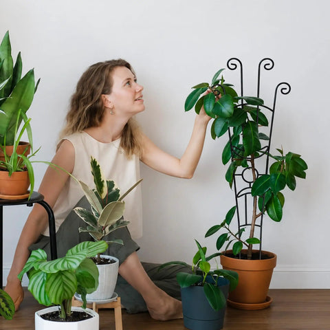Woman using 32.6 Inch Expandable Metal Plant Trellis For Indoor And Outdoor Climbing Plants Two Pack Heavy Duty Tall Support.