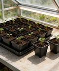 100 Black Square Seedling Pots, 2.6 Inch With Drain Holes, Plus 5 Plastic Seed Starter Trays Propagation Starter Kit in greenhouse