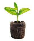 Seedling sprouting from peat pellet in Self Watering Seed Starter Tray Kit With 68 Peat Pellets And Water Wicking Mat 2 Pack Seedling Trays