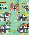 Life Cycle Science Toys For Kids Set with butterfly, frog, chicken, mantis, bee, plants showing each life cycle stage, Montessori learning kit.