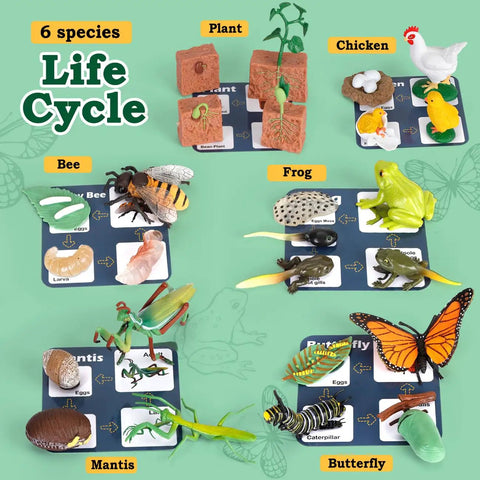 Life Cycle Science Toys For Kids Set with butterfly, frog, chicken, mantis, bee, plants showing each life cycle stage, Montessori learning kit.