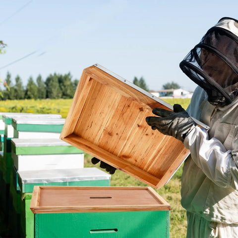 Beekeeper holding a wooden telescoping hive cover near beehive, part of Telescoping Hive Covers And Beehive Inner Covers For 10 Frame Beehives