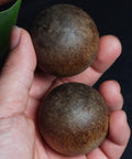 Hand holding Dope Vietnam Nha Trang Agarwood White Aquilaria Old Growth Raw Material spheres for carving and wellness accessories