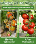 Comparison of tomatoes before and after using 2-In-1 pH and Nitrogen Soil Test Kit With Strips for balanced soil nutrients