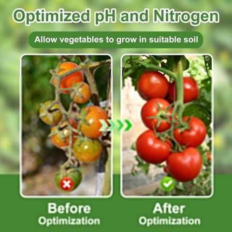 Comparison of tomatoes before and after using 2-In-1 pH and Nitrogen Soil Test Kit With Strips for balanced soil nutrients