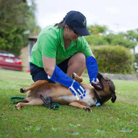 Person using Ultra Tough Bite Proof Animal Handling Gloves With Reinforced Leather And Kevlar for dog training in a garden.