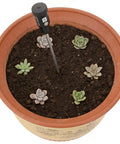 2-In-1 Soil Moisture Meter And PH Tester With A 12 Inch Probe in a pot with succulents, showing garden use for indoor and outdoor plants.