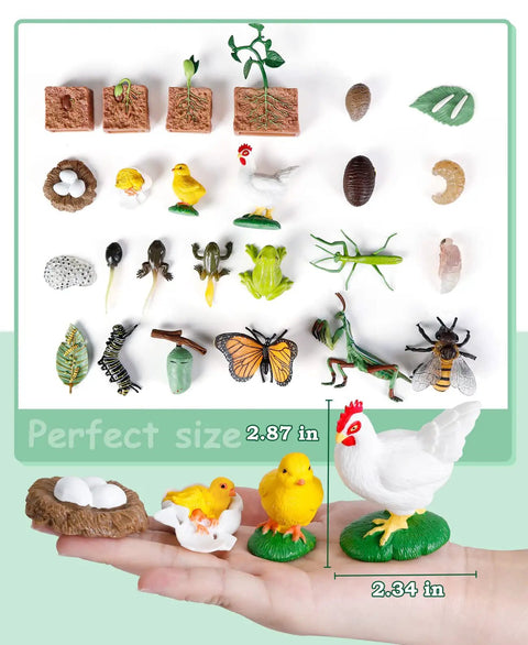 Life Cycle Science Toys For Kids Set With Butterfly Frog Chicken Mantis Bee And Plants 25 Animal Figurines Montessori Learning Kit