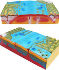 Hands On 3D Plate Tectonics Model And Landform Demonstration Kit For Middle And High School Geography Classes A Practical Geology Teaching Aid. Model showing cross-sections of tectonic plates and landforms for educational use.