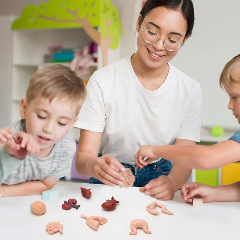 Children learning with 8 Pack Mini Human Body Organ Models, 3D realistic anatomy set featuring heart, brain, lungs, great for education.