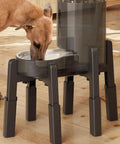 Elevated Dog Water Dispenser Stand And Adjustable Pet Feeder Holder Designed For Large Breeds with a dog using it.