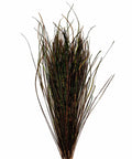 Natural Peacock Herl Feather For Fly Tying, 340 Strands, 10-20cm Length, shown in bundle with iridescent shine