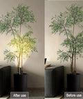 Comparison of plant with 2 Pack Mini LED Indoor Spot Lights With 3W Warm White 3000K Uplights Plug In Floor Accent Lighting.