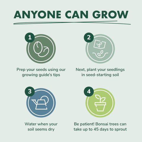 Illustration with steps for growing bonsai; includes seed prep, planting, watering, and waiting, for Bonsai Tree Kit For Beginners Grow Your Own Mini Bonsai With Four Varieties Seed Starter Kit Includes Potting Soil Jute Bags Pruning Shears Plant Markers And Easy Step By Step Guides.